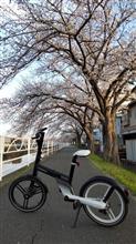 桜とチャリで記念撮影 桜とチャリで記念撮影