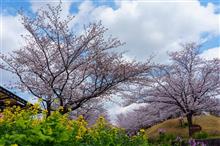 桜と飛行機