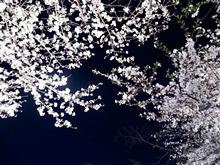 🌸春の花園巡りNo.4『都内夜桜編 そのニ』🌸