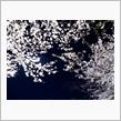 🌸春の花園巡りNo.4『都内夜桜編 そのニ』🌸