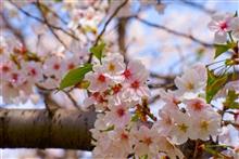 桜ドライブ🌸