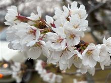 今年の桜…
