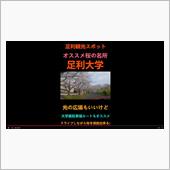 ドライブしながらお花見できる ...