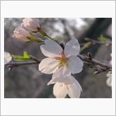 今年の桜は
