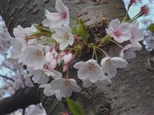 2025年　桜　①