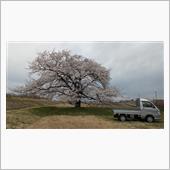 今年の桜は
