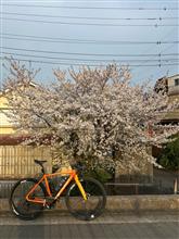今年の最後の🌸桜