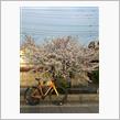 今年の最後の🌸桜