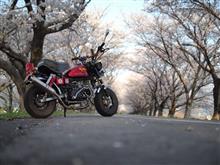 モンキーでさくら満喫ドライブ