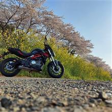 ベネリで滋賀さくら開花調査
