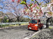 桜並木と菜の花畑でお花見？