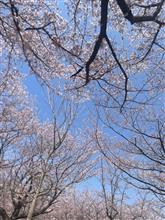 お花見🌸