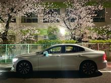夜桜