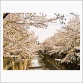 実は、近所の桜が凄かった・・・