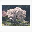 2025年の花見、又兵衛桜