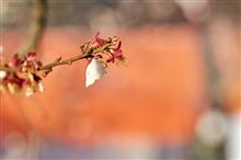 2025　桜🌸下見訪問　仙台市西公園