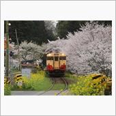 小湊鉄道と桜・・続き