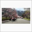 2025　桜