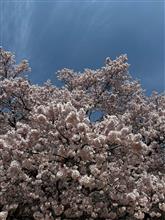 高遠の桜