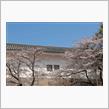 大阪城公園の桜を見に行ってきました♪