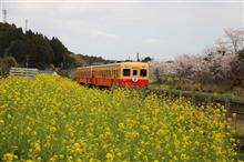 小湊鉄道と桜・・・続き②