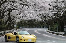 2025年のターンパイクの桜は絶頂状態でした(^^)v【トミタ】 2025年のターンパイクの桜は絶頂状態でした(^^)v【トミタ】