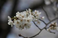 桜とカメラ