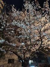 花見