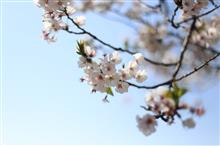 葉桜巡り