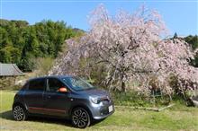 2025/4/6　深泉寺の枝垂れ桜が満開でした。