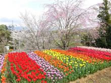 春の散歩記録、渋沢（秦野市）でお花見！？