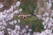 桜チョウゲンボウ