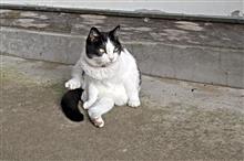 猫 猫