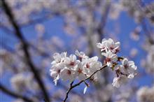 山行日記 2025.４.６　しまなみ海道～桜ハイク🌸～