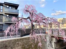 2025桜🌸　榴岡天満宮と石橋屋の枝垂桜