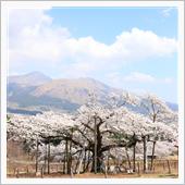 桜を求めてポタリング