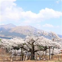 桜を求めてポタリング
