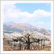 桜を求めてポタリング