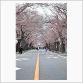 富岡町の桜