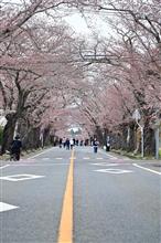 富岡町の桜