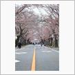 富岡町の桜