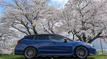 近所の桜