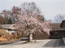 最後の桜を拝みに　オートバイ神社へプチツー