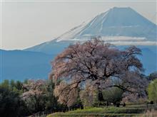 2025 桜