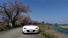 桜を撮るぜ~!散る前に! 桜を撮るぜ~!散る前に!