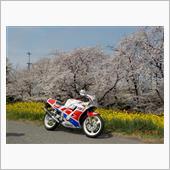 熊谷桜堤と主の記念式