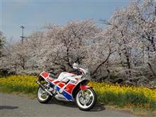 熊谷桜堤と主の記念式