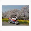 熊谷桜堤と主の記念式