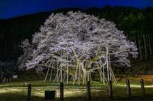 根尾淡墨桜ライトアップ