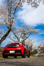 天気が良いので、桜コラボ